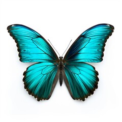 Obraz premium Turquoise butterfly, isolated on white background