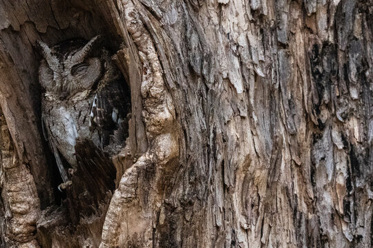 Indian scops owl (Otus bakkamoena), Bandhavgarh National Park, Madhya Pradesh, India, Asia
