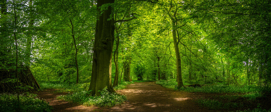 View of sun rays through dense woodland, St. Catherine's Wood, Hardwick Park, Derbyshire, England, United Kingdom