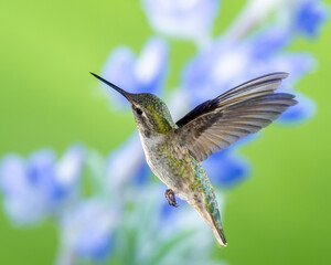 Hummingbird in Flight on Green and Violet Background, Female or Immature Male