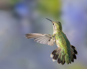 Hummingbird in Flight on Green and Violet Background, Female or Immature Male