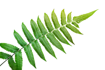 Green leaves fern tropical plant isolated on transparent background. PNG transparency