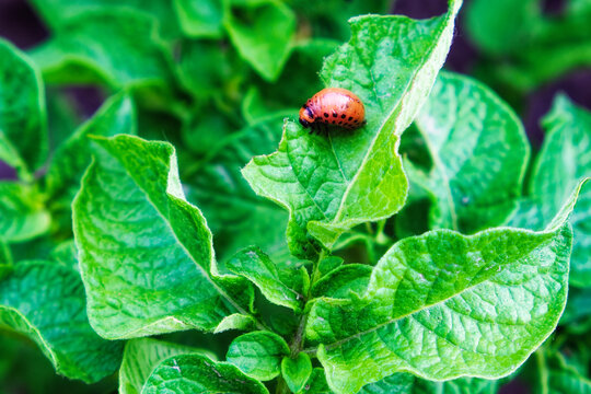 Colorado potato beetle larva on a potato leaf.