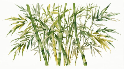 For use in design layouts, an illustration of bamboo done in watercolor on a translucent background