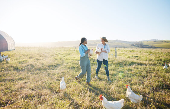 Walking, teamwork or farmers farming chicken on farm or field harvesting poultry livestock in small business. Dairy production, collaboration or women with animal birds or rooster for sustainability