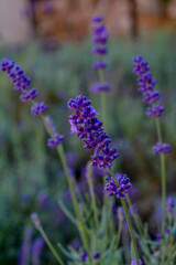 Lavender flowers in the summer, Floral field background. Branches of flowering lavender. Can be used as background