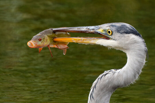Closeup of a Grey heron catching a Tench