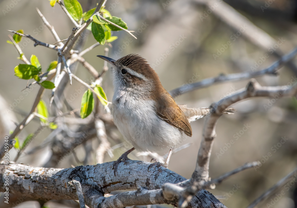 Sticker bewick's wren looking left