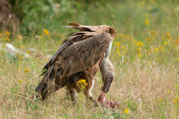 Vautour fauve,.Gyps fulvus, Griffon Vulture, Parc naturel régional des grands causses 48, Lozere, France