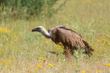 Vautour fauve,.Gyps fulvus, Griffon Vulture, Parc naturel régional des grands causses 48, Lozere, France