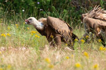 Vautour fauve,.Gyps fulvus, Griffon Vulture, Parc naturel régional des grands causses 48, Lozere, France