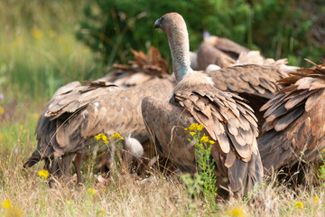 Vautour fauve,.Gyps fulvus, Griffon Vulture, Parc naturel régional des grands causses 48, Lozere, France