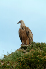 Vautour fauve,.Gyps fulvus, Griffon Vulture, Parc naturel régional des grands causses 48, Lozere, France