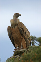 Vautour fauve,.Gyps fulvus, Griffon Vulture, Parc naturel régional des grands causses 48, Lozere, France