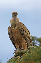 Vautour fauve,.Gyps fulvus, Griffon Vulture, Parc naturel régional des grands causses 48, Lozere, France