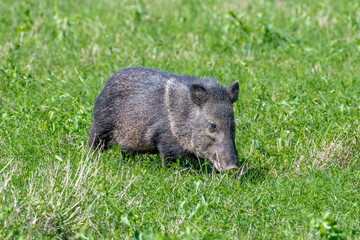Collared Peccary Grazing in Spring Grasses