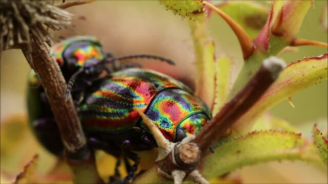 Regenbogen-Blattk&auml;fer (Chrysolina cerealis) bei der Paarung