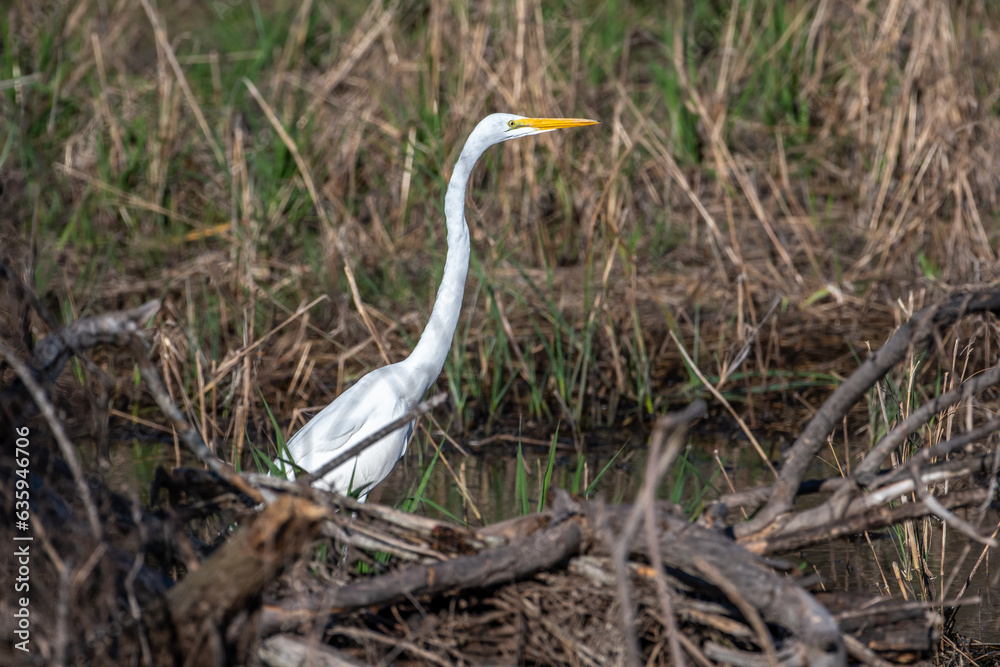 Wall mural great egret in a texas wetland