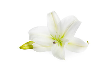 Beautiful fresh lily flower isolated on white