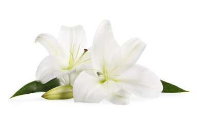 Obraz na płótnie Canvas Beautiful fresh lily flowers isolated on white