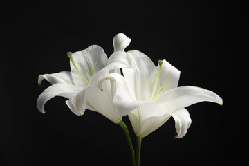 Fototapeta na wymiar Beautiful white lily flowers on black background, closeup