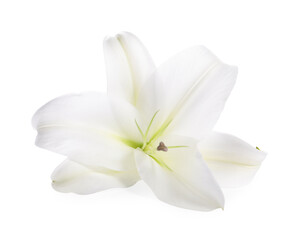 Fototapeta na wymiar Beautiful fresh lily flower isolated on white