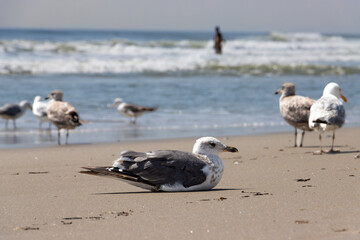 Fototapeta na wymiar seagulls at the beach