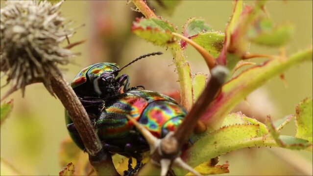 Regenbogen-Blattk&auml;fer (Chrysolina cerealis) bei der Paarung