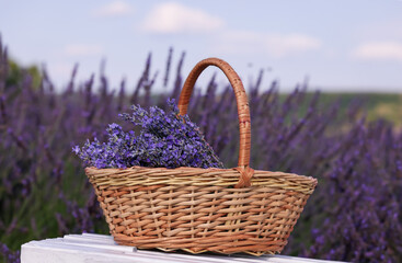 Fototapeta na wymiar Wicker basket with aromatic lavender on white wooden bench outdoors