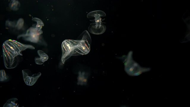 Bioluminescence Jellyfish Comb Jellies
