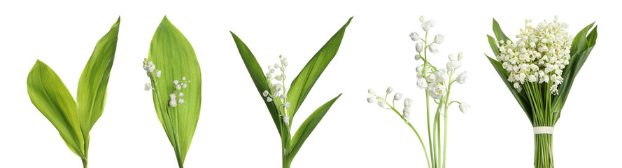 Fototapeta premium Set of beautiful lily of the valley flowers with green leaves on white background