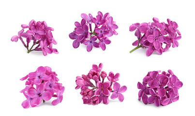 Fototapeta na wymiar Fragrant lilac flowers isolated on white, set