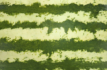 Green striped rind of watermelon as background, closeup
