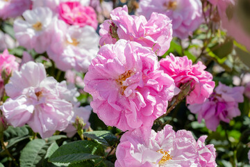 Damask rose bush in full bloom, close-up. In raindrops. Bulgarian rose. Damask rose. Rosa damascena