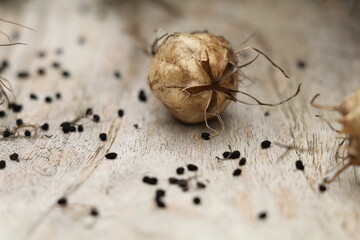 black nigella seeds and dried seed pods on a wooden surface