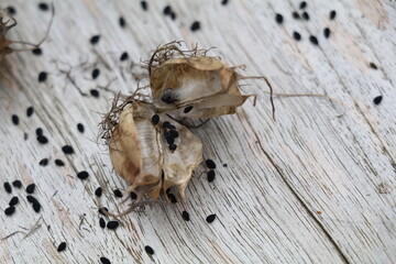 black nigella seeds and torn open dried seed pod on a wooden surface