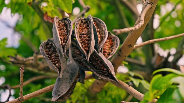 The fruit is an exotic plant with seeds inside