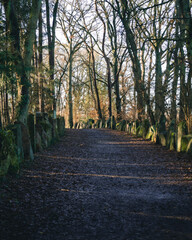 Fototapeta premium path with stones in Sachsenhain in Verden 