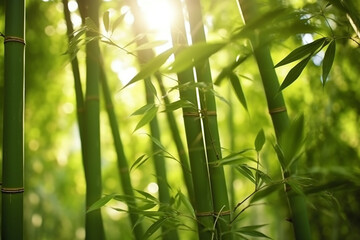Fototapeta na wymiar Abstract blur bamboo forest with sunlight