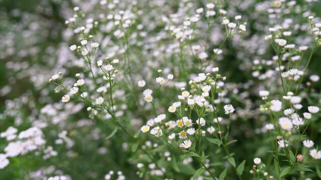 Traditional medicinal daisy herb in summer garden with beautiful bokeh. Chrysanthemum parthenium or Pyrethrum parthenium flowers. Tanacetum parthenium white yellow flowering plant - feverfew. 4K video