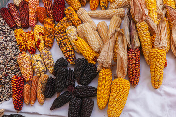 Festival de granos y diferentes variedades de legumbres donde destaca el maíz en sus diferentes variedades cosechadas de forma tradicional y ecológica en Cotacachi, Imbabura, Ecuador, Sudamerica.