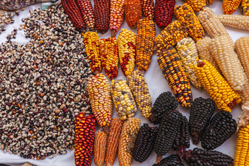 Festival de granos y diferentes variedades de legumbres donde destaca el maíz en sus diferentes variedades cosechadas de forma tradicional y ecológica en Cotacachi, Imbabura, Ecuador, Sudamerica.