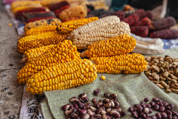 Festival de granos y diferentes variedades de legumbres donde destaca el maíz en sus diferentes variedades cosechadas de forma tradicional y ecológica en Cotacachi, Imbabura, Ecuador, Sudamerica.