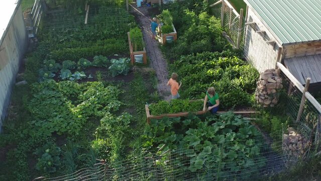 Aerial drone view of garden at sunset, woman hands harvested vegetables to son
