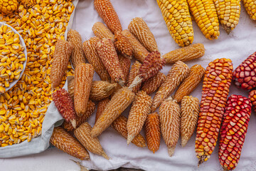 Festival de granos y diferentes variedades de legumbres donde destaca el maíz en sus diferentes variedades cosechadas de forma tradicional y ecológica en Cotacachi, Imbabura, Ecuador, Sudamerica.