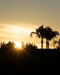 Fototapeta premium sunset with palm trees in Cyprus