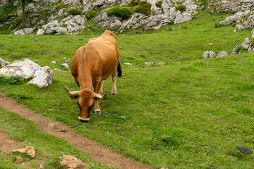 Cow in Lagos de Covadonga, Spain © Michele