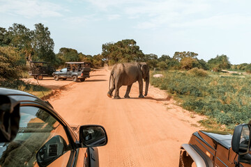 Wildlife safari.Eco travel in the jungle with wild animals elephants.Tropical tourism in the wild life of elephants.Road trip jungle,eco safari.Elephant wild life,wild life banner,eco travel