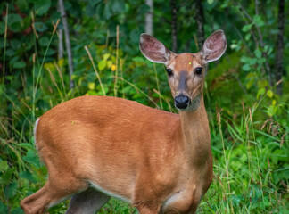 deer in the woods