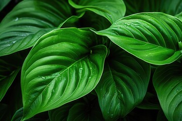 Fototapeta premium a vibrant green leafy plant up close
